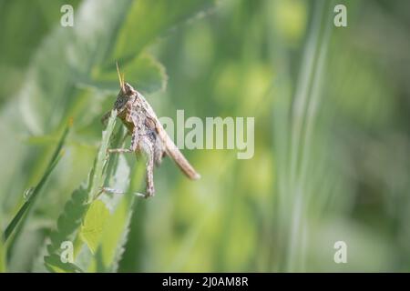 Ein schlanker Erdtrichter (Tetrix subulata) versteckt sich in der Vegetation um die Pingos bei Thompson Common, Norfolk Stockfoto