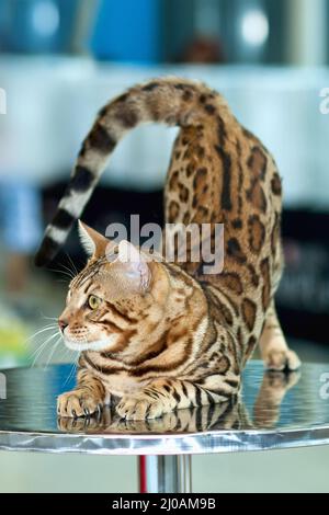 Ziemlich gestreifte Katze auf der Show Stockfoto