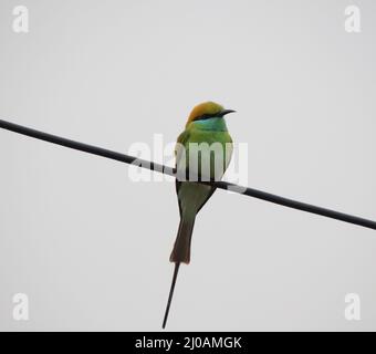 Bunte Sperling sitzt auf einem elektrischen Kabel Stockfoto