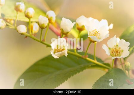 Die weiße Blüte der Frühlingsblumen der Vogelkirsche (Prunus padus), die im Wald von Wayland Wood in Norfolk wächst Stockfoto