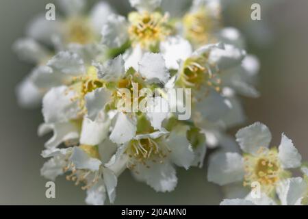 Die Frühlingsblüte der Vogelkirsche (Prunus padus) wächst im wilden Wald von Wayland Wood in Norfolk Stockfoto
