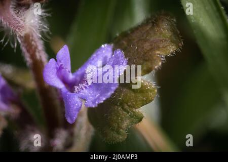 Nahaufnahme der Blume eines Bodenefeus (Glechoma hederacea), die die mit Tau bedeckten Haare zeigt, die die Blütenblätter bedecken und die Insekten beim Betreten fangen. Gefunden bei Wayland Wood in Norfolk Stockfoto