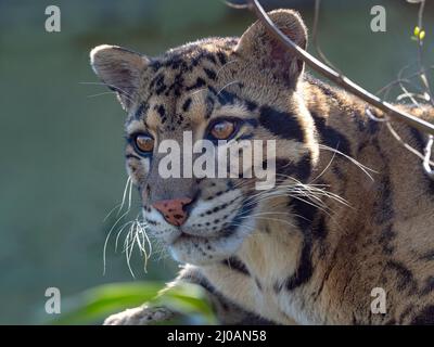 Männchen trübter Leopard Neofelis nebulosa Stockfoto