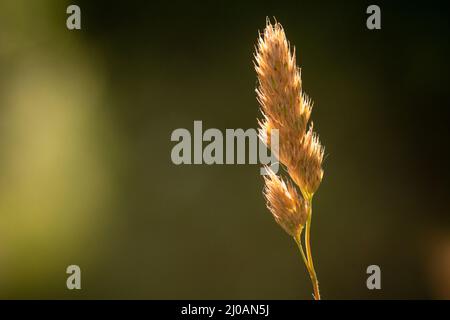 Bild des Sämegrases eines Grases, das in einer Hecke in der Nähe von Watchet in West Somerset wächst Stockfoto