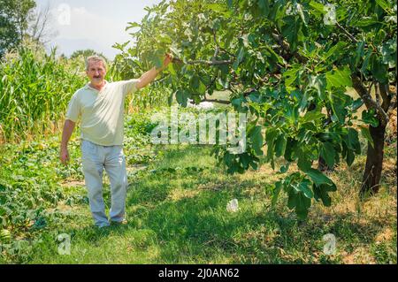 Bauer hält in seinem Gemüsegarten Bio-Feigen Stockfoto