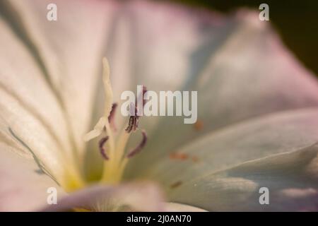 Nahaufnahme der Anthern und Staubgefäße auf dem Feld Bindweed (Convolvulus arvensis) Blume, die am Rande des Fußweges die Minerallinie in der Nähe von Watchet, West Some wächst Stockfoto