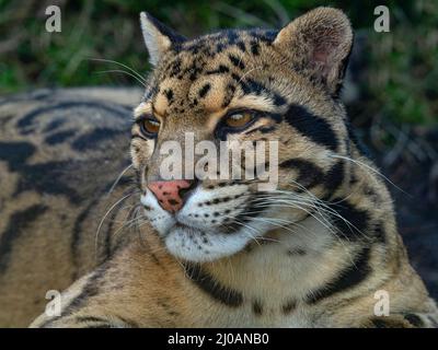 Männchen trübter Leopard Neofelis nebulosa Stockfoto