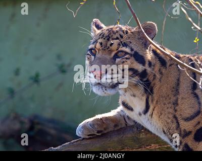 Männchen trübter Leopard Neofelis nebulosa Stockfoto