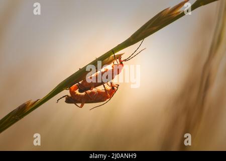 Ein männlicher und weiblicher roter Soldatenkäfer (Rhagonycha fulva) sitzt auf dem Gras, während die Sonne auf einem Fußweg in der Nähe von Watchet, West Somerset, untergeht Stockfoto