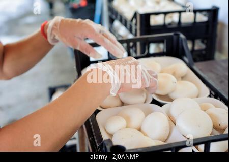 Sammlung von frischen Champignons auf einer Pilzproduktion Stockfoto