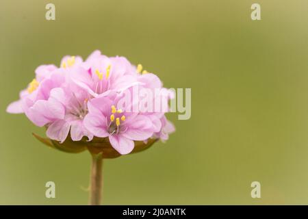 Der meerrosa oder Thrift (Armeria maritima) wächst im Grasland in der Nähe von Porlcok Marsh in West Somerset Stockfoto