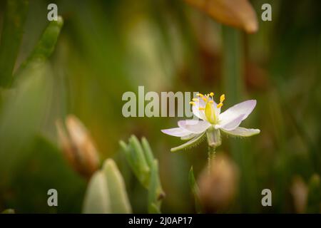 Der Fischadler (Spergularia maritima) wächst in der Somerset-Salzwiese bei Porlock Stockfoto