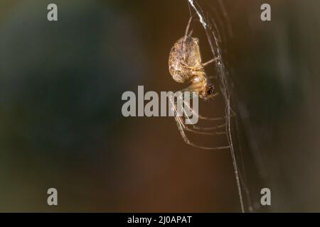 Die Orbis-Weberspinne (Metellina segmentata) wartet auf ihrem Netz im Wald bei Dunster, West Somerset Stockfoto