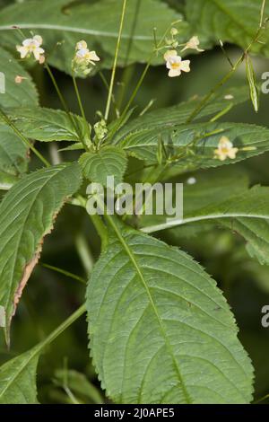 Impatiens parviflora, kleinblühig Touch-me-mot Stockfoto