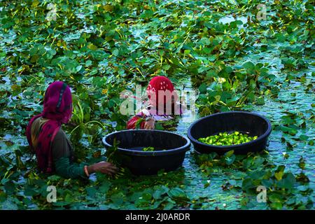 Indische Bauern sammeln am 28. September 2021 Wasserkastanien aus einem Teich in den Außenbezirken von Ajmer im indischen Bundesstaat Rajasthan. Foto von ABACAPRESS.COM Stockfoto