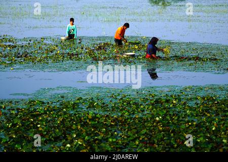 Indische Bauern sammeln am 28. September 2021 Wasserkastanien aus einem Teich in den Außenbezirken von Ajmer im indischen Bundesstaat Rajasthan. Foto von ABACAPRESS.COM Stockfoto