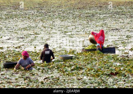 Indische Arbeiter sammeln Wasserkastanien aus einem Teich in den Außenbezirken von Ajmer, Rajasthan, Indien am 20. Oktober 2020. Foto von ABACAPRESS.COM Stockfoto