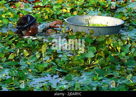 Indische Bauern sammeln am 28. September 2021 Wasserkastanien aus einem Teich in den Außenbezirken von Ajmer im indischen Bundesstaat Rajasthan. Foto von ABACAPRESS.COM Stockfoto