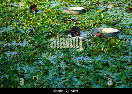 Indische Bauern sammeln am 28. September 2021 Wasserkastanien aus einem Teich in den Außenbezirken von Ajmer im indischen Bundesstaat Rajasthan. Foto von ABACAPRESS.COM Stockfoto