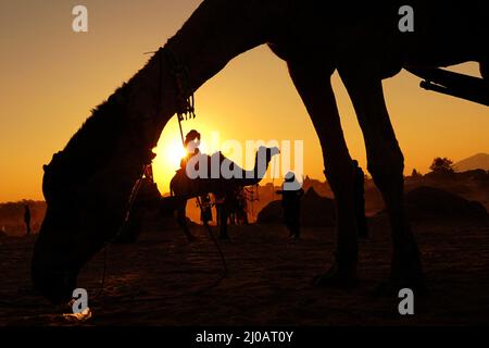 Indische Touristen genießen eine Kamelsafari bei Sonnenuntergang in der Wüste von Pushkar, Rajasthan, Indien am 18. Dezember 2021. Foto von ABACAPRESS.COM Stockfoto