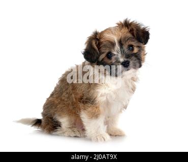 Welpe Lhasa Apso vor weißem Hintergrund Stockfoto