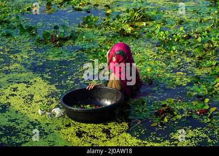 Indische Bauern sammeln am 28. September 2021 Wasserkastanien aus einem Teich in den Außenbezirken von Ajmer im indischen Bundesstaat Rajasthan. Foto von ABACAPRESS.COM Stockfoto