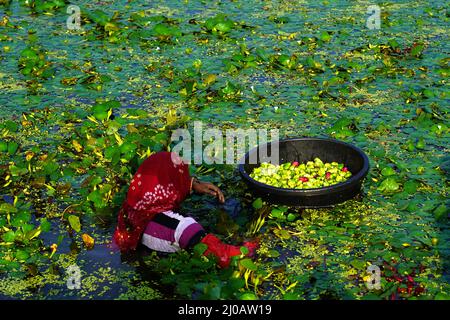 Indische Bauern sammeln am 28. September 2021 Wasserkastanien aus einem Teich in den Außenbezirken von Ajmer im indischen Bundesstaat Rajasthan. Foto von ABACAPRESS.COM Stockfoto