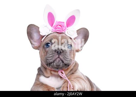 Osterhase Französisch Bulldog Hund Welpen trägt florale Kaninchen Ohren Stirnband Stockfoto