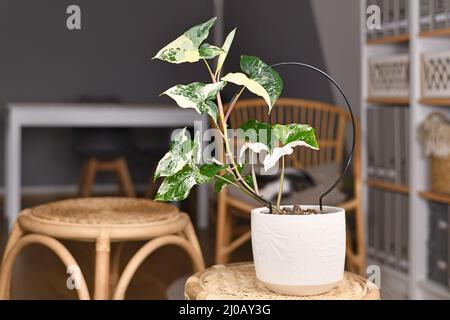 Getopfte exotische 'Syngonium Podophyllum Variegata'-Zimmerpflanze mit weißen Flecken im Blumentopf auf dem Tisch im Wohnzimmer mit Kopierfläche Stockfoto