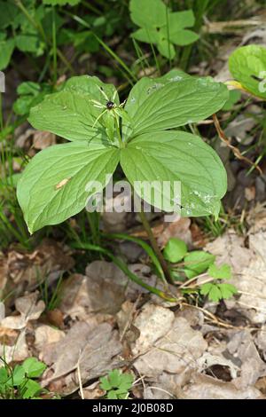 Paris quadrifolia, Kraut paris, wahrer Liebhaberknoten Stockfoto