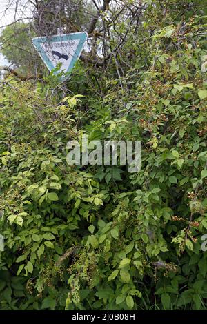 Vogelkirsche, Prunus padus, Naturschutzgebiet Zeichen Stockfoto