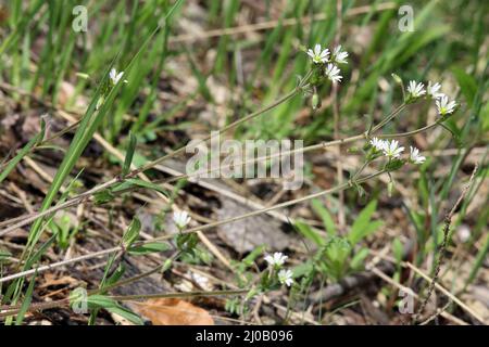 Commom Mouse-Ear Chickweed, Cerastium holosteoides Stockfoto