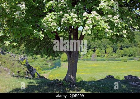 Brenztal, Eselsburg, Schwäbische Alb, Deutschland Stockfoto