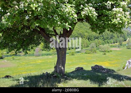 Brenztal, Eselsburg, Schwäbische Alb, Deutschland Stockfoto