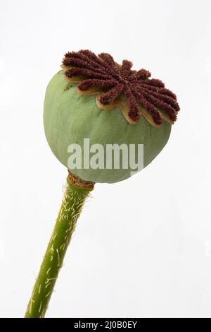 Orientalischer Mohn, Fruchtkapsel, Papaver orientale Stockfoto