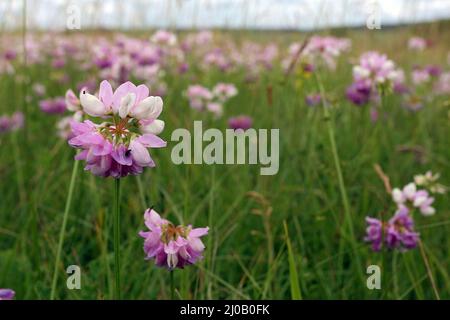 Kronenvetch, Coronilla varia, Securigera varia Stockfoto