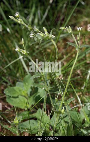 Commom Mouse-Ear Chickweed, Cerastium holosteoides Stockfoto