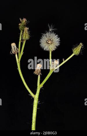 Orange Hawkweed, Hieracium aurantiacum, Seed Head Stockfoto