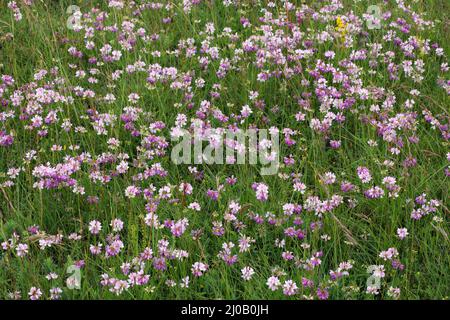 Kronenvetch, Coronilla varia, Securigera varia Stockfoto