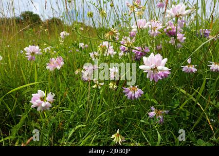 Kronenvetch, Coronilla varia, Securigera varia Stockfoto