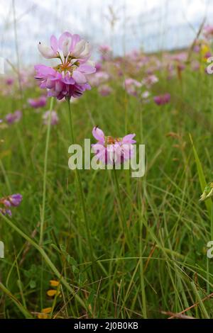 Kronenvetch, Coronilla varia, Securigera varia Stockfoto