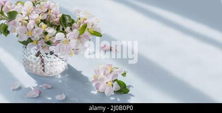 Zweige mit weißen Apfelblüten in transparentem Glas auf hellblauem Hintergrund. Morgensonne im Zimmer. Stillleben, Ostern Grußkarte Stockfoto