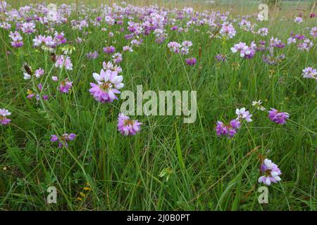 Kronenvetch, Coronilla varia, Securigera varia Stockfoto