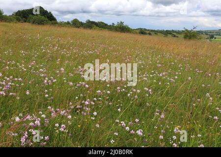 Kronenvetch, Coronilla varia, Schwäbische Alb, Deutsch Stockfoto