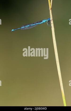 Erythromma lindenii, Blauauge, mit Goblet markierter Damse Stockfoto