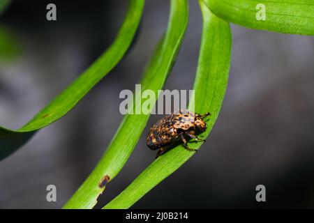 Käfer mit marmorierten Früchten auf Blatt (Porphyronota maculatissima) Stockfoto