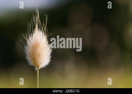 Blütenkopf des Hasenschwanzgrases (Lagurus ovatus) Stockfoto