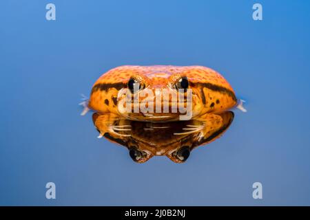 Tomatenfrosch (Dyscophus antongilii), auch bekannt als madagassischer Tomatenfrosch Stockfoto