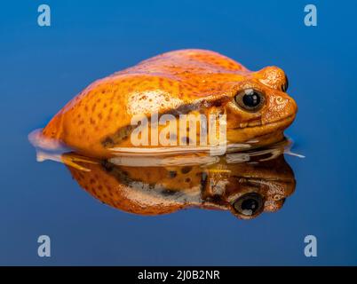 Tomatenfrosch (Dyscophus antongilii), auch bekannt als madagassischer Tomatenfrosch Stockfoto