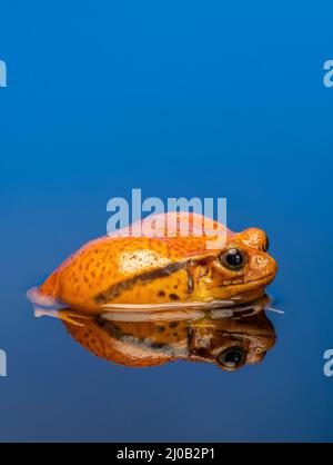 Tomatenfrosch (Dyscophus antongilii), auch bekannt als madagassischer Tomatenfrosch Stockfoto